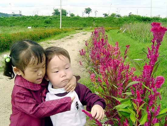 맨드라미 화전(花煎) 부쳐먹던 그 시절. 